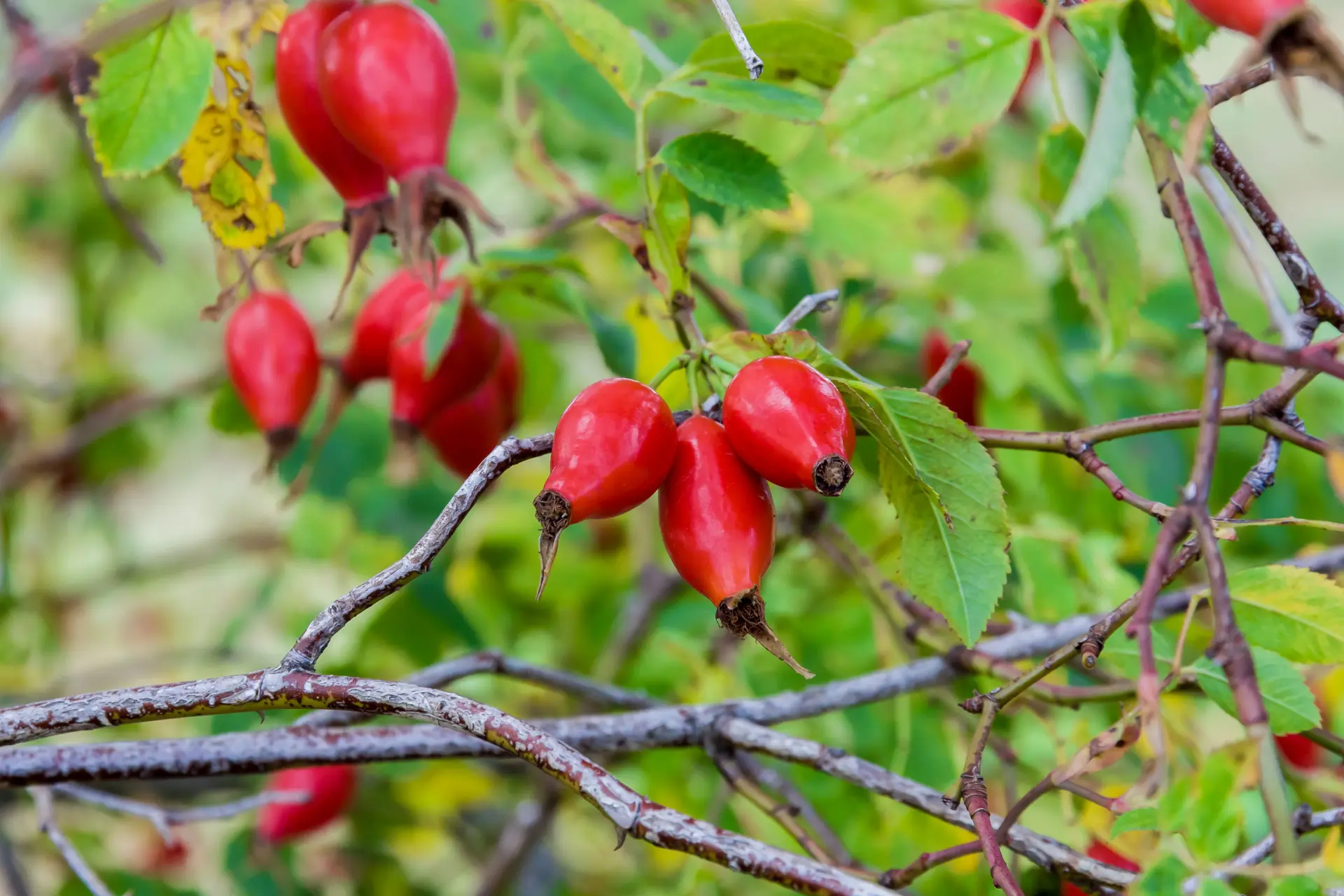 Rote, reife Hagebutten an einem dornigen Strauch mit grünen Blättern in natürlicher Umgebung.